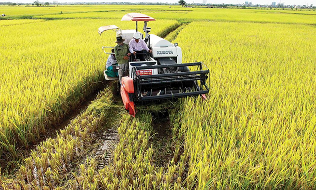 Cơ giới hóa khâu thu hoạch lúa hiện đạt 65%