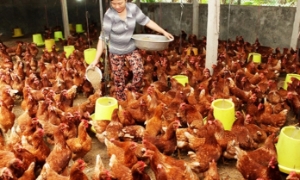 Xuất khẩu sản phẩm chăn nuôi: Cơ hội lớn từ thị trường Trung Quốc