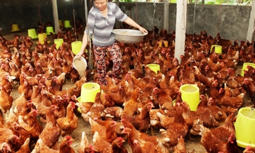 Xuất khẩu sản phẩm chăn nuôi: Cơ hội lớn từ thị trường Trung Quốc