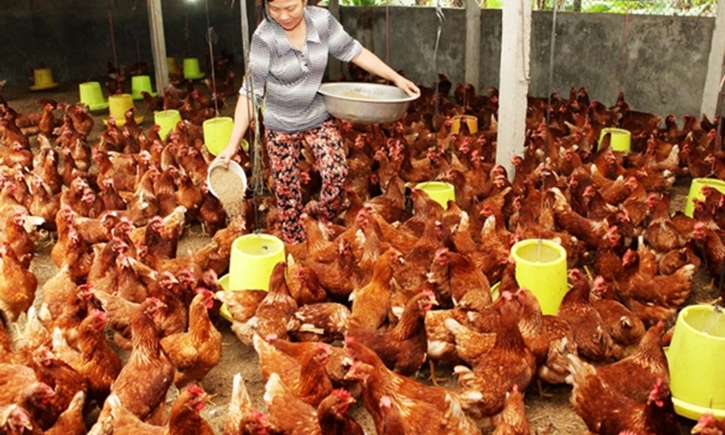 Việt Nam sẽ có cơ hội xuất khẩu thịt gà sang thị trường Trung Quốc