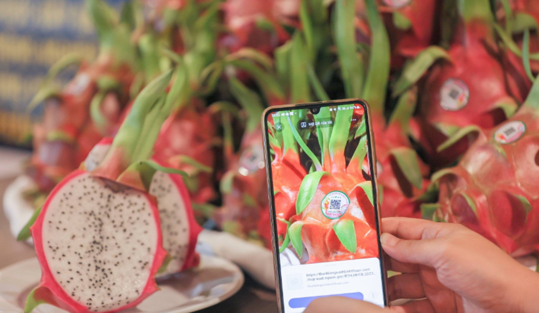Mã QR cho phép truy xuất dấu chân carbon của trái thanh long.