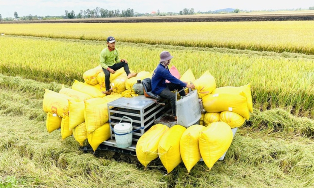 Gạo của Việt Nam chiếm trên 80% tổng lượng gạo nhập khẩu của Philippines.