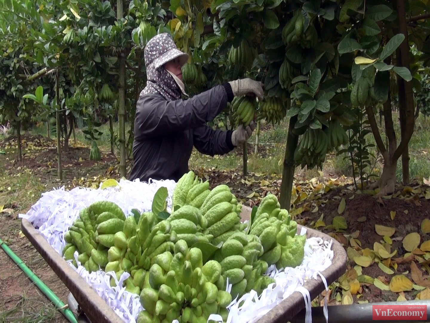 Theo chị Tuyên, một quả phật thủ đẹp phải to, tròn trái, các ngón của quả phật thủ phải đều, nhiều ngón, ngón to nhô lên, đường kính rộng thì mới đẹp.