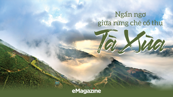 Ngẩn ngơ giữa rừng chè cổ thụ Tà Xùa