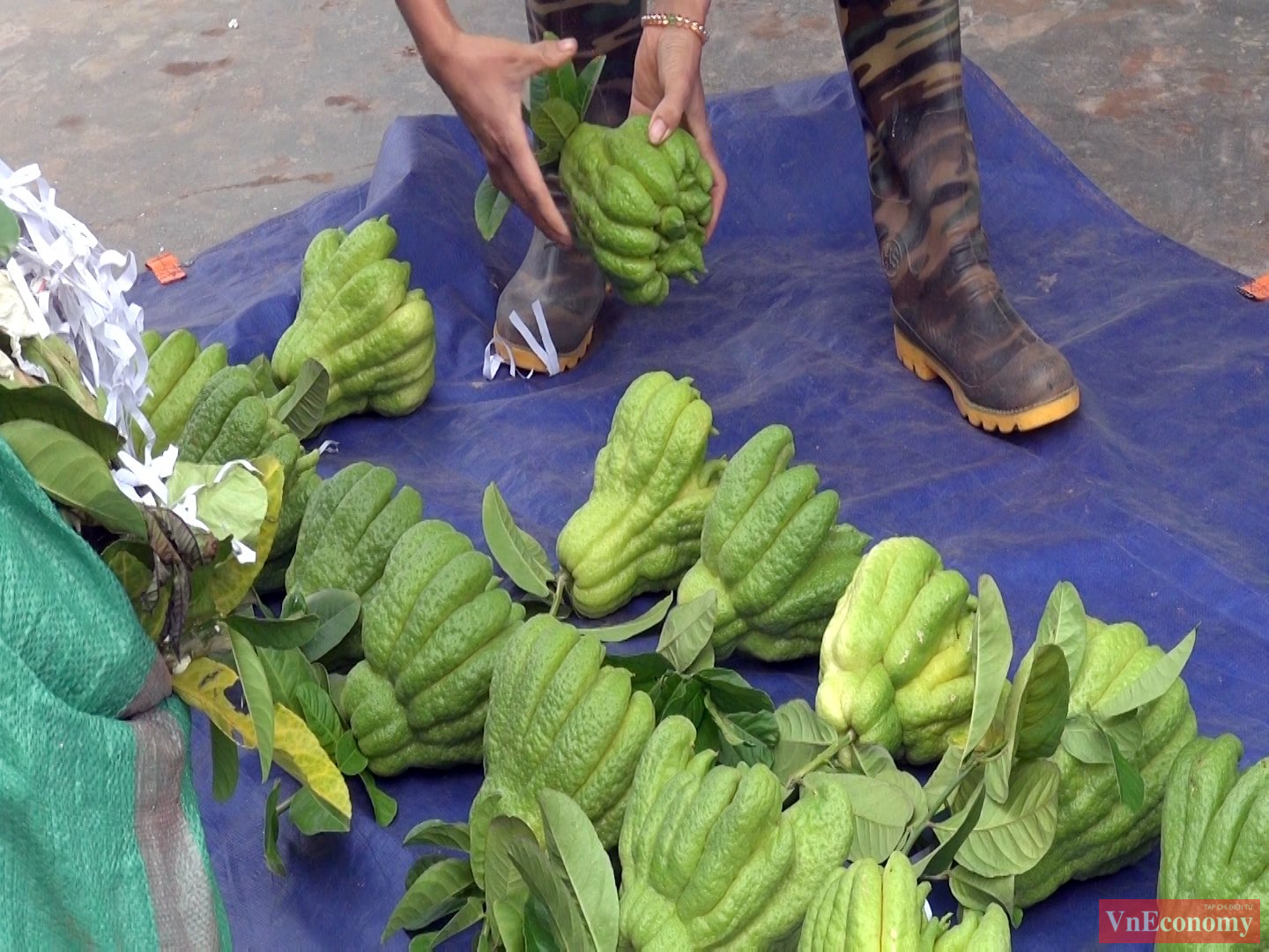 Những tr&aacute;i phật thủ đẹp mắt sau khi ngắt, được người d&acirc;n vận chuyển tr&ecirc;n xe r&ugrave;a đến nơi đ&oacute;ng g&oacute;i sản phẩm.