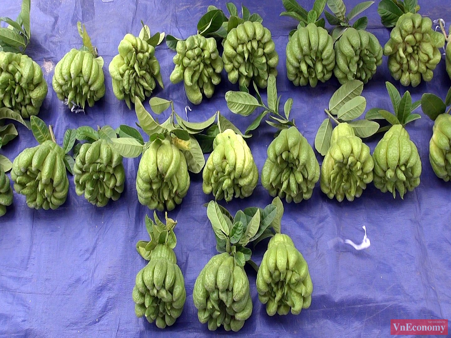 Phật thủ để được khoảng từ 3 đến 5 tháng, để càng lâu càng thơm, càng đẹp. Quả có nhiều dáng, một số người thích dáng bông cúc, có người thích quả nhiều ngón tay…