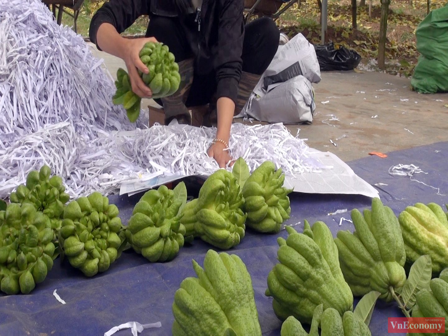 &nbsp;Theo c&aacute;c nh&agrave; vườn, trung b&igrave;nh mỗi quả phật thủ c&oacute; gi&aacute; từ 60 &ndash; 100 ngh&igrave;n đồng. Với những quả đẹp v&agrave; độc, gi&aacute; b&aacute;n c&oacute; thể l&ecirc;n tới h&agrave;ng triệu đồng.