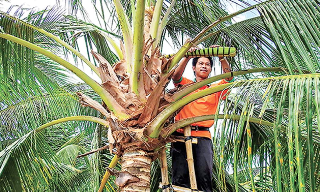 Nông dân liên kết mô hình Sokfarm thu hoạch mật dừa.