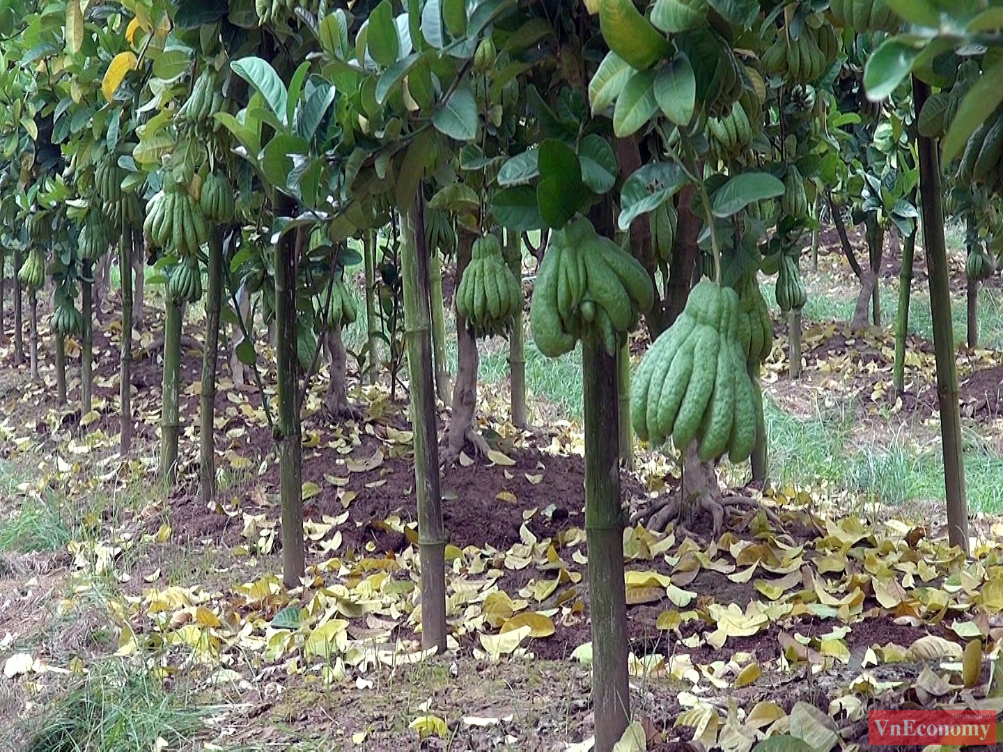 Thời điểm cận Tết, tr&ecirc;n những mảnh vườn xanh mướt mắt nằm ven s&ocirc;ng Hồng thuộc&nbsp; huyện Đan Phượng, c&aacute;c hộ d&acirc;n đang tất bật thu hoạch những tr&aacute;i&nbsp;phật thủ&nbsp;phục vụ cho thị trường Tết.