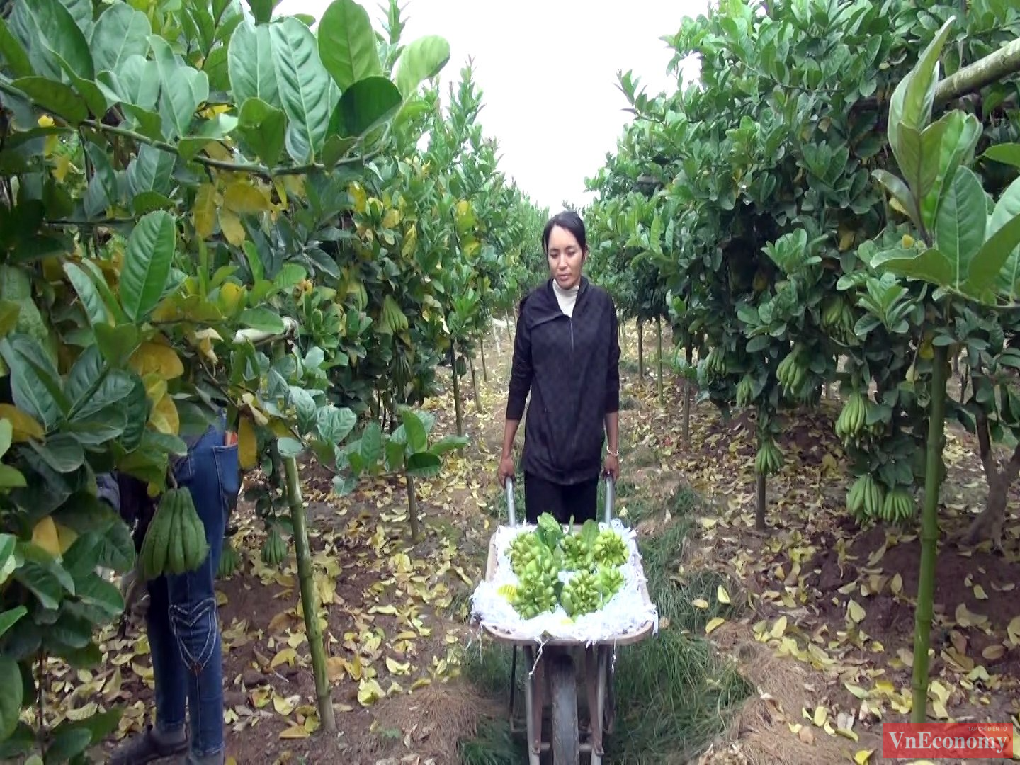 Được mệnh danh l&agrave; lo&agrave;i c&acirc;y cực kỳ kh&oacute; t&iacute;nh, c&acirc;y phật thủ đ&ograve;i hỏi được chăm s&oacute;c cẩn thận; c&aacute;c chủ vườn cũng phải t&iacute;nh to&aacute;n, theo d&otilde;i s&aacute;t sao thời tiết.