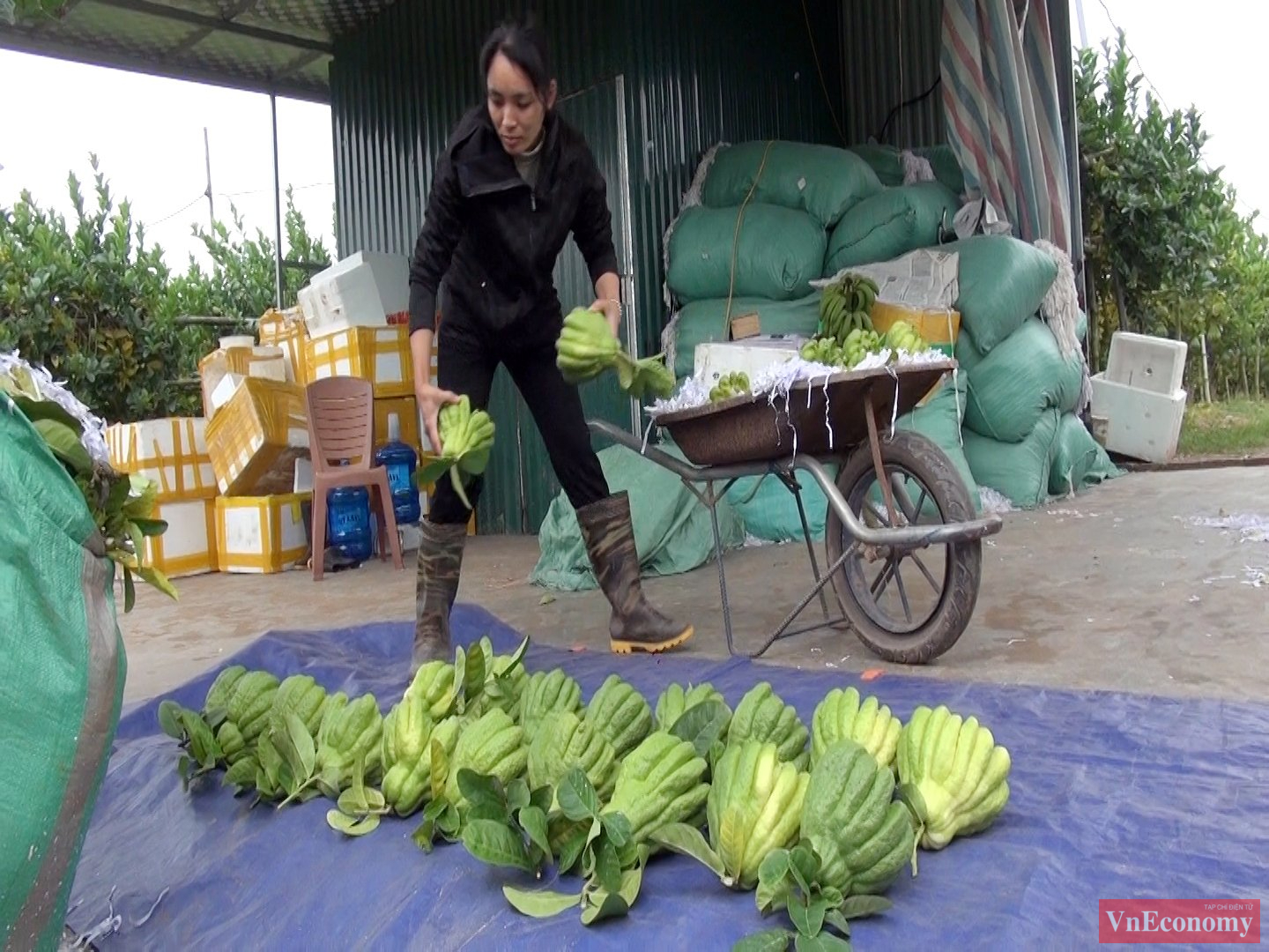 VnEconomy