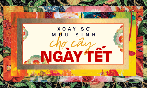 Xoay sở mưu sinh chợ cây cảnh Tết
