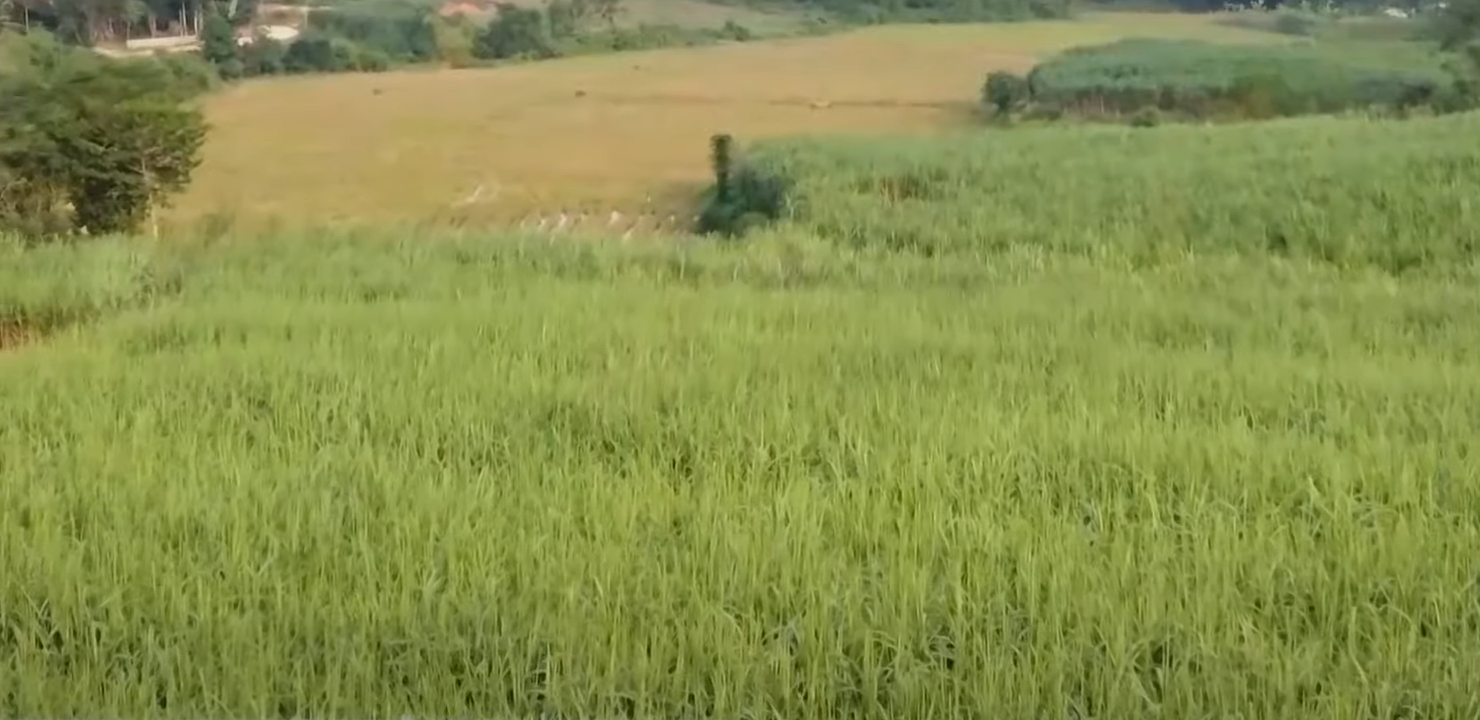 Dự &aacute;n cụm c&ocirc;ng nghiệp Ph&uacute;c Thịnh, huyện Ngọc Lặc sau 4 năm triển khai, dự &aacute;n vẫn chỉ dừng lại ở kh&acirc;u quy hoạch. UBND tỉnh Thanh H&oacute;a đ&atilde; ra hạn 3 lần, đến lần thứ 4 chủ đầu tư khẳng định kh&ocirc;ng c&oacute; khả năng để thực hiện. UBND huyện Ngọc Lặc đ&atilde; b&aacute;o c&aacute;o UBND tỉnh Thanh H&oacute;a dừng đầu tư cụm c&ocirc;ng nghiệp n&agrave;y.