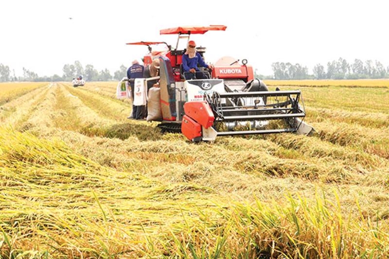 Joint efforts needed to develop 1 million ha of low-carbon high-quality rice