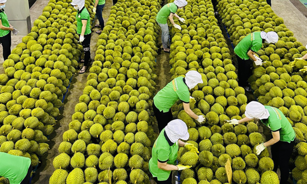 Năm 2023, xuất khẩu sầu riêng đã đem về kim ngạch 2,24 tỷ USD. 