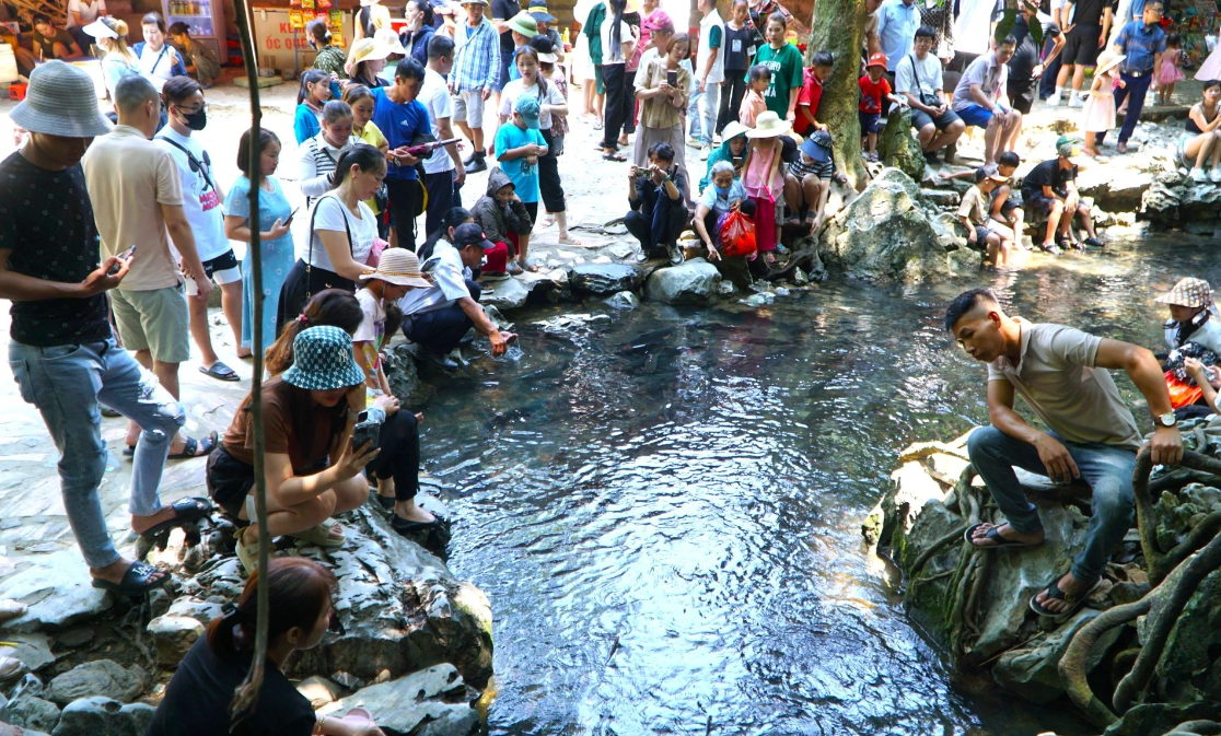 Suối cá thần Cẩm Lương, huyện Cẩm Thủy, thu hút đông đảo du khách trong và ngoài tỉnh Thanh Hóa về đây tham quan