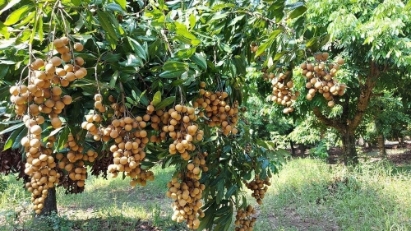 Vietnam earns $14mln from longan exports in 2023