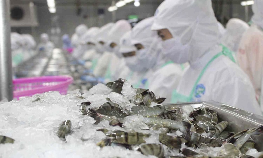 Thời kỳ rà soát thuế chống bán phá giá đối với tôm nước ấm từ ngày 01/02/2023 đến ngày 31/01/2024. Ảnh minh họa.