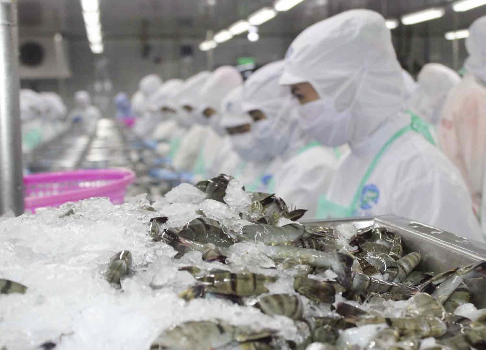 Thời kỳ rà soát thuế chống bán phá giá đối với tôm nước ấm từ ngày 01/02/2023 đến ngày 31/01/2024. Ảnh minh họa.