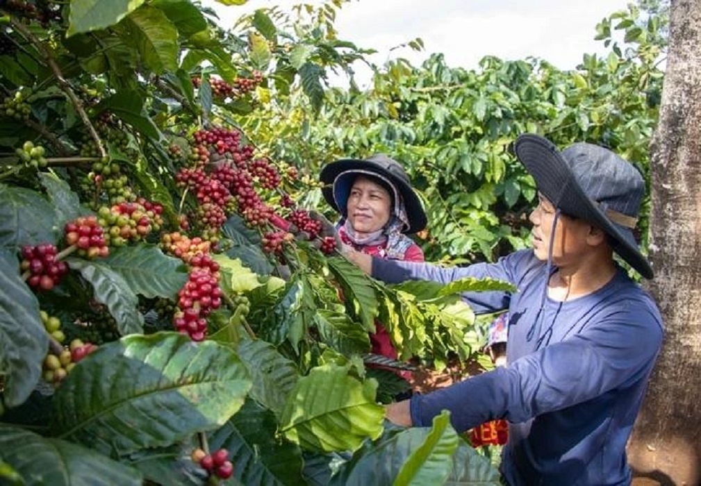 Giá cà phê tăng cao, nông dân phấn chấn.