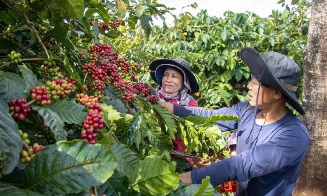 Giá cà phê tăng cao, nông dân phấn chấn.