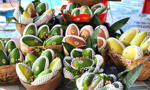 An Giang exports initial batch of flat-seeded mangoes to South Korea