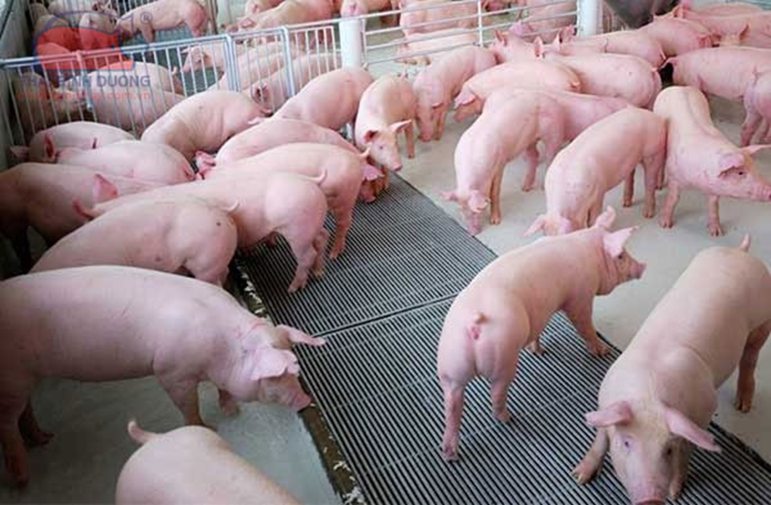 Giá lợn hơi xuất chuồng đang tăng dù  nhu cầu tiêu thụ chưa khởi sắc.