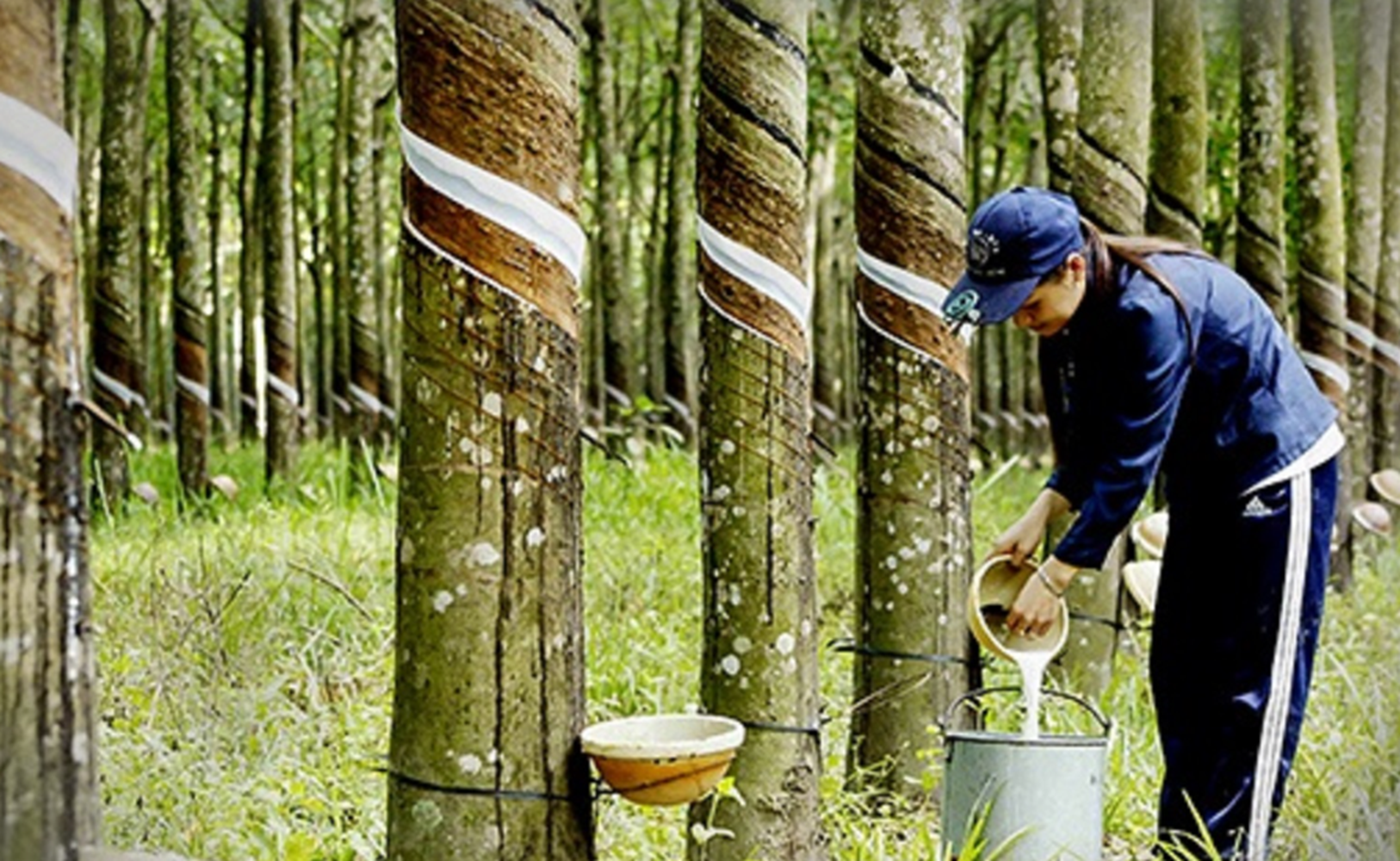 Giá mủ cao su hiện đang ổn định ở mức cao.