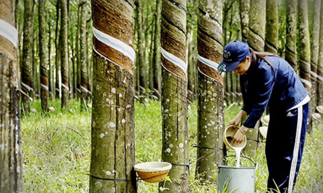 Giá mủ cao su hiện đang ổn định ở mức cao.