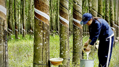 January rubber exports at $365mln