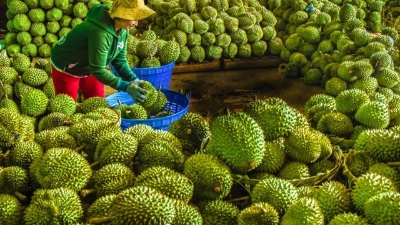 2024 fruit exports expected to hit $6.5bln