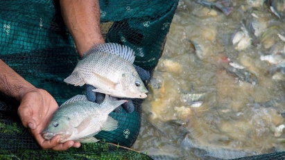 Brazil suspends imports of Vietnamese tilapia pending virus screening