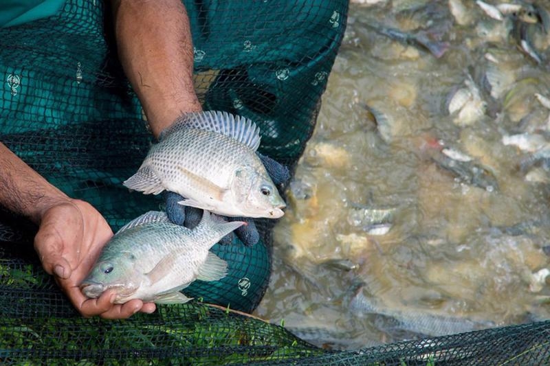 Brazil suspends imports of Vietnamese tilapia pending virus screening