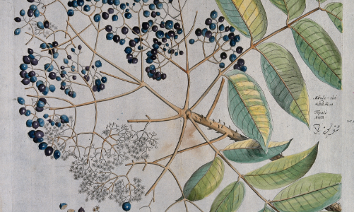 Các nhà khoa học Việt Nam tìm ra hoạt tính kháng ung thư từ cây dược liệu