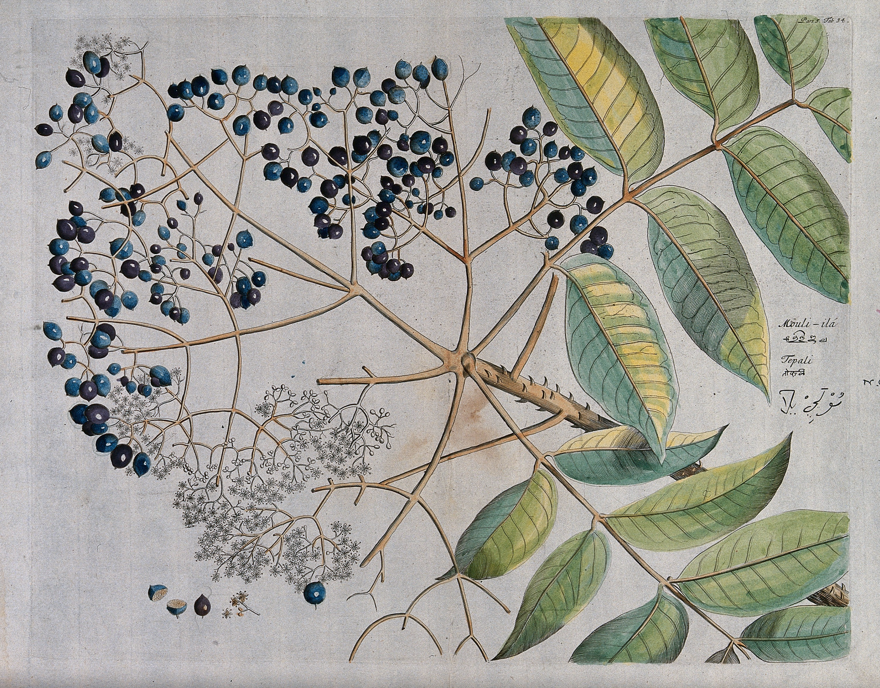 Việc định danh thành phần dược liệu có trong mắc khén có thể ứng dụng vào nhiều lĩnh vực khác nhau, trong đó triển vọng nhất là các loại thuốc điều trị ung thư.