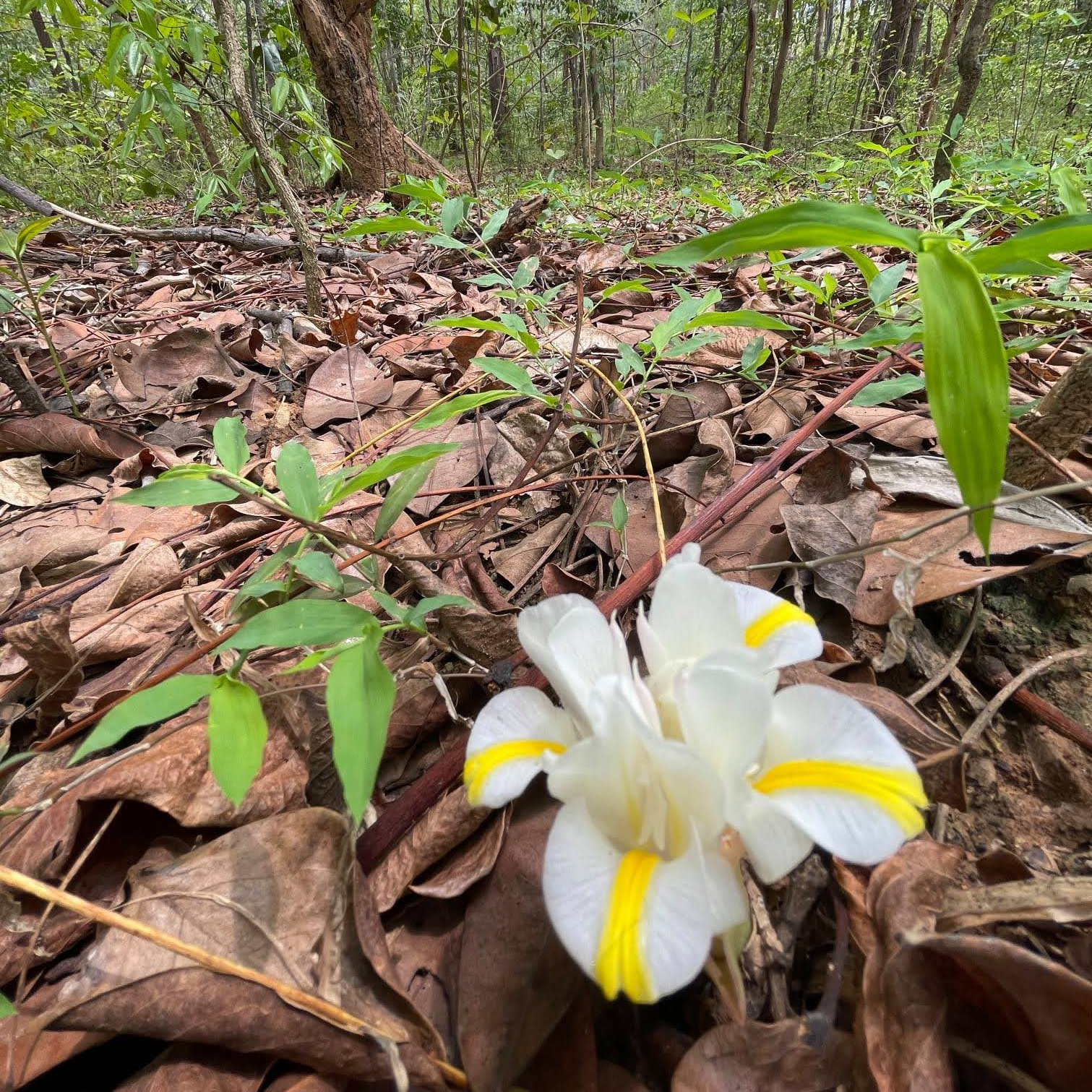 Th&acirc;n, rễ v&agrave; củ của c&acirc;y S&acirc;m Đ&aacute; được ghi nhận c&oacute; t&aacute;c dụng bồi bổ sức khỏe, cường g&acirc;n, bổ cốt, tăng sinh lực, trị phong thấp, bổ thận...