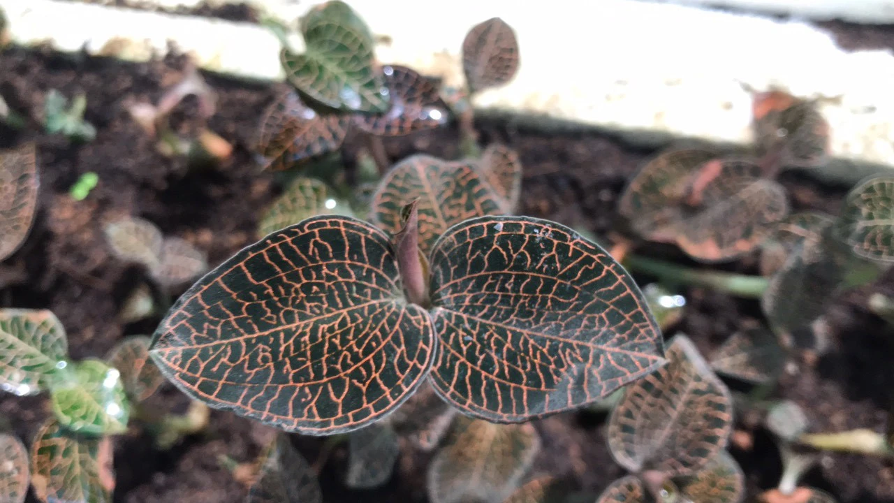 C&acirc;y Lan Kim Tuyến c&oacute; nhiều t&aacute;c dụng sinh học như hoạt t&iacute;nh kh&aacute;ng vi&ecirc;m, t&aacute;c dụng bảo vệ gan v&agrave; giảm đường huyết.