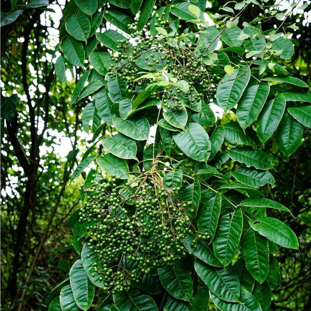 C&acirc;y&nbsp;mắc kh&eacute;n mọc hoang hoặc được trồng kh&aacute; phổ biến ở v&ugrave;ng n&uacute;i ph&iacute;a Bắc v&agrave; một số tỉnh ph&iacute;a Nam.