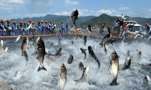 Điều gì đã khiến cổ phiếu tôm cá 