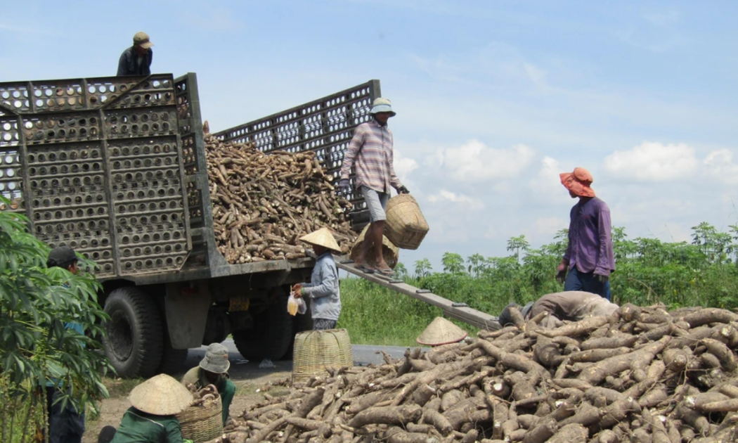 Cơ quan thuế phát hiện một số hồ sơ đề nghị hoàn thuế tinh bột sắn có dấu hiệu vi phạm pháp luật nhằm chiếm đoạt tiền thuế.