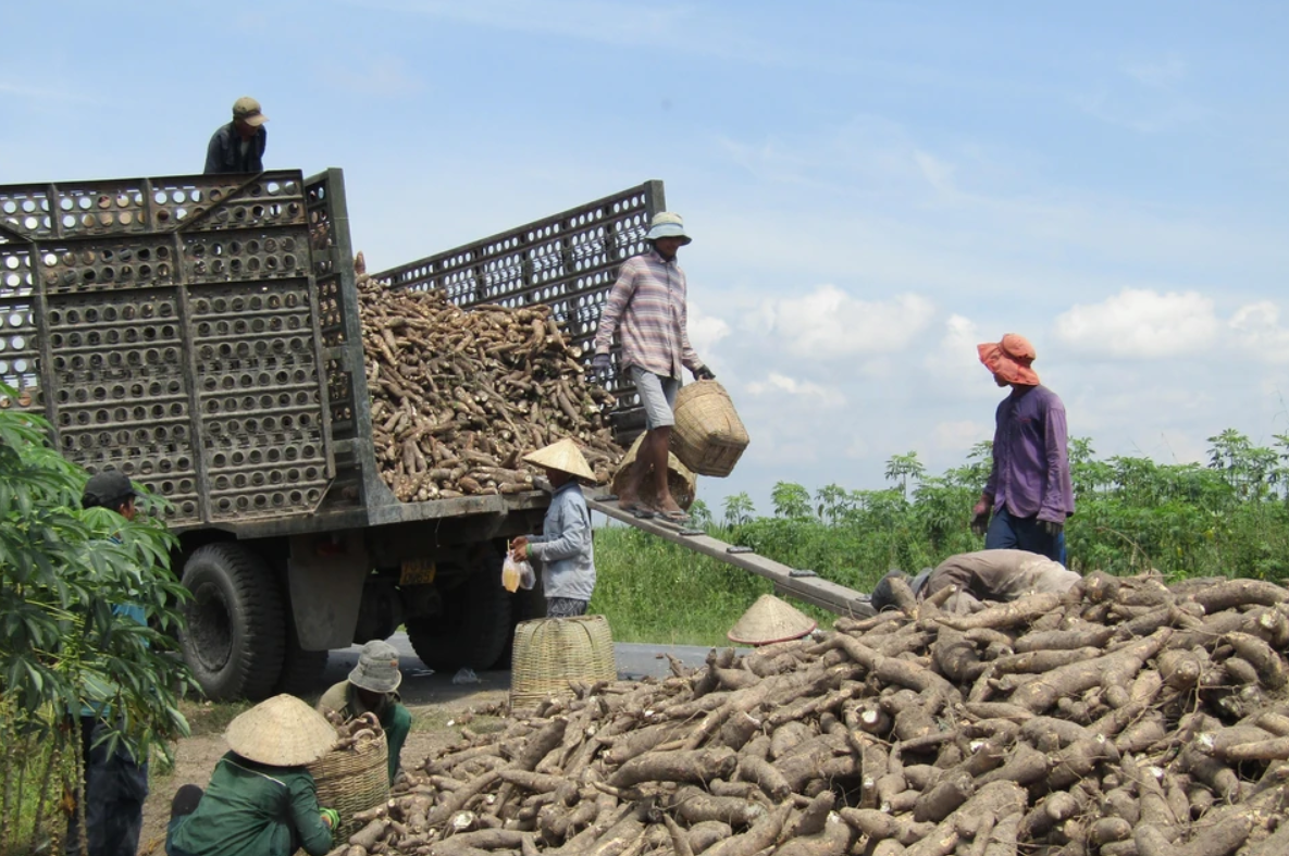 Cơ quan thuế phát hiện một số hồ sơ đề nghị hoàn thuế tinh bột sắn có dấu hiệu vi phạm pháp luật nhằm chiếm đoạt tiền thuế.