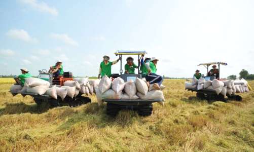 Indonesia tăng hạn ngạch nhập khẩu gạo năm 2024: Việt Nam sẽ có thêm cơ hội xuất khẩu?