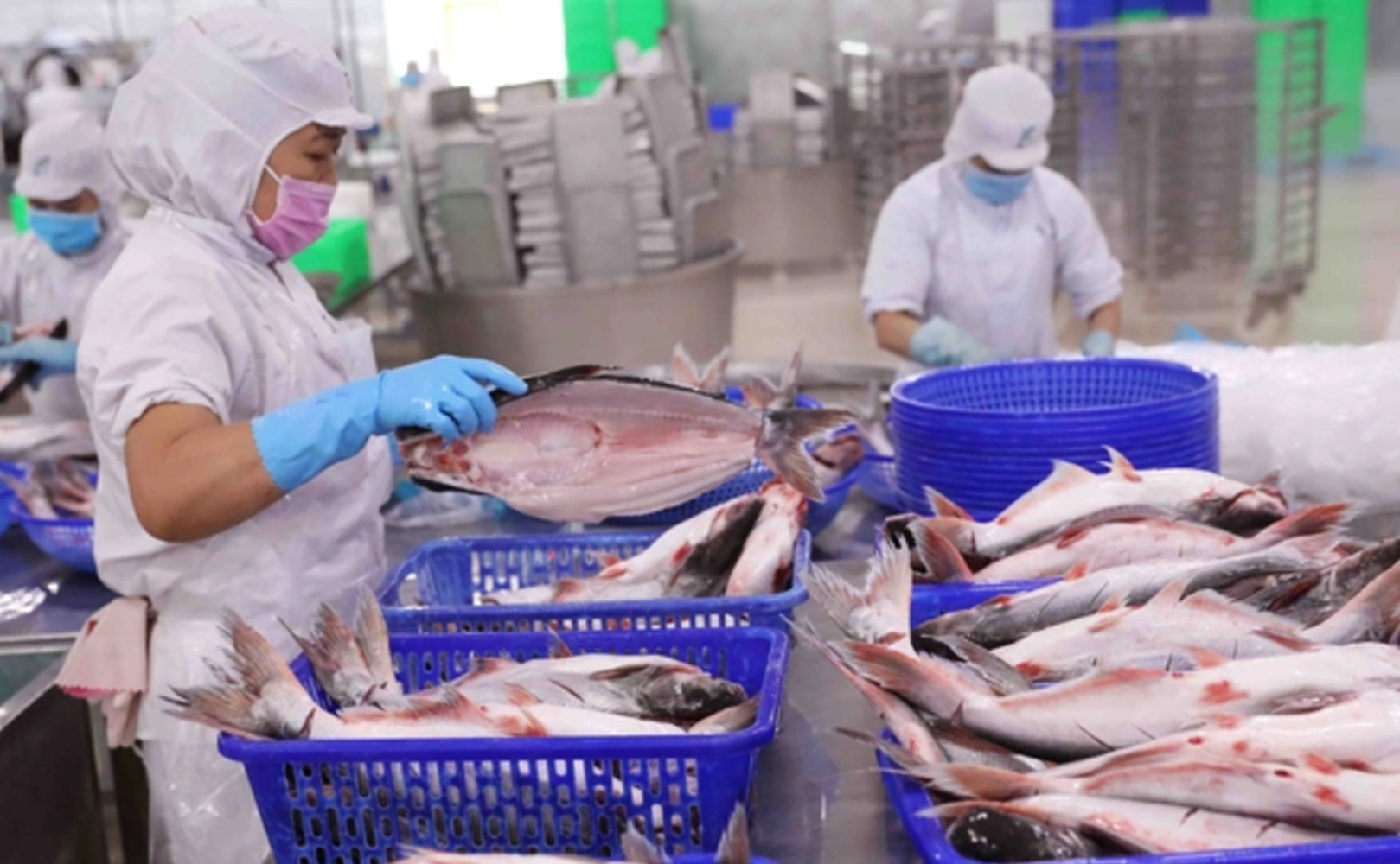 Ngành chế biến thủy sản cần tuân thủ những quy định về thuế