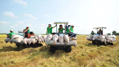 Vietnam’s rice exports to Indonesia tipped to rise