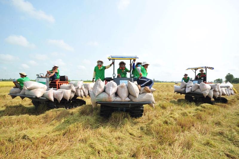 Vietnam’s rice exports to Indonesia tipped to rise