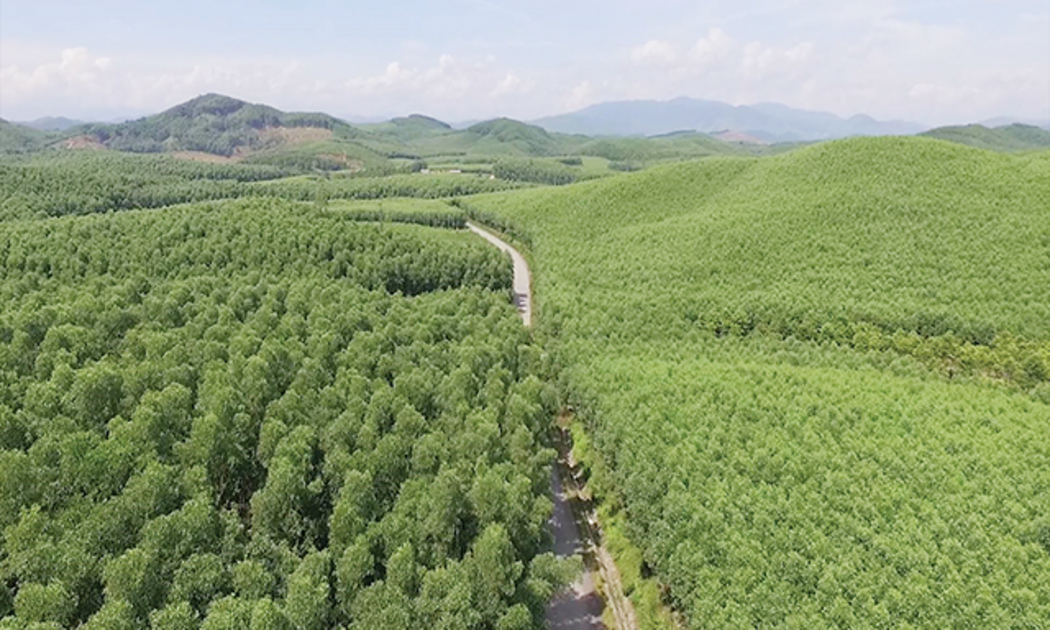 Rừng Việt Nam hiện hấp thu 39,5 triệu tấn khí CO2 mỗi năm.