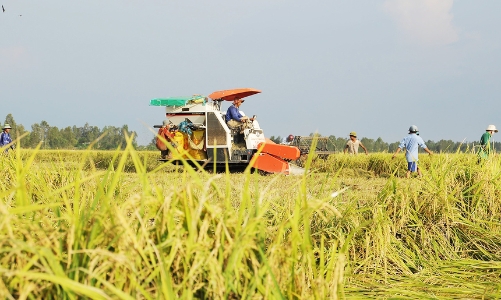 Nông nghiệp vẫn là trụ cột kinh tế của Thái Bình 