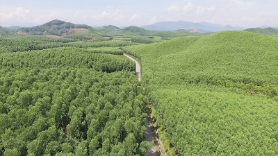 Vietnam targets 1 million hectares of large-size timber forests by 2030