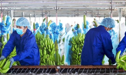 2 tháng đầu năm, HAG ghi nhận doanh thu trên 1.000 tỷ đồng