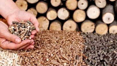 Investors propose building of wood pellet plant in Quang Tri